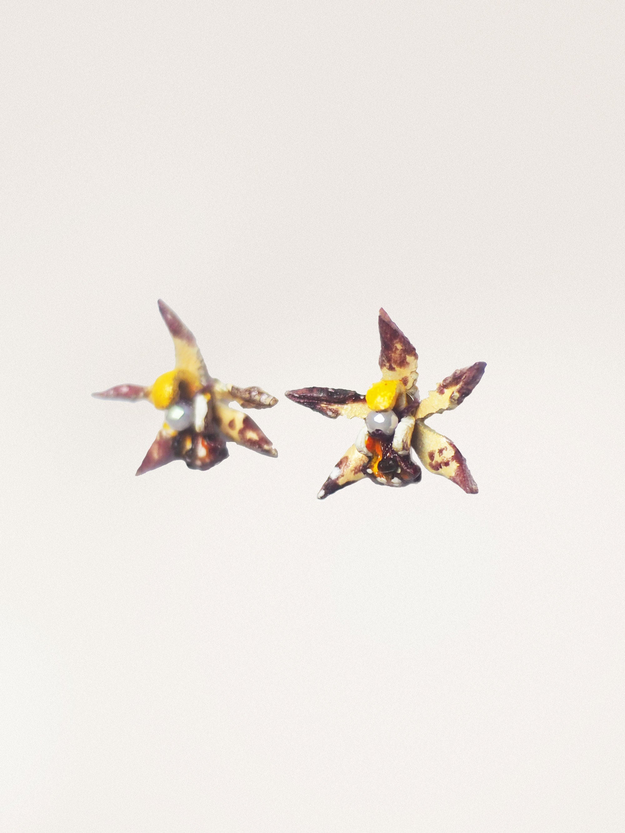 Orecchini Cymbidium Piccolo